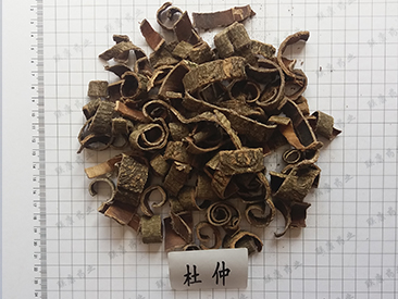 杜仲