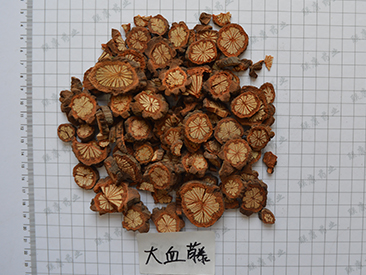 大(dà)血藤